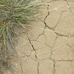 Cracked Path