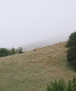 Deer in Fog