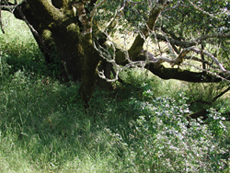 Father Tree