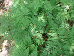 Ferns