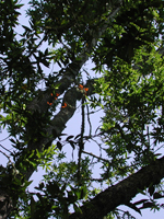 Leafy Canopy