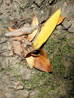 Leaves Nest