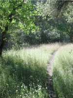 Sunny Path