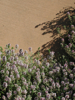 Thyme Flowers