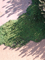 Thyme and Moss