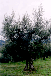 Olive tree