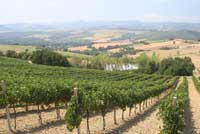 Verugio Vineyards