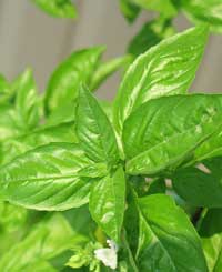 Basil leaves